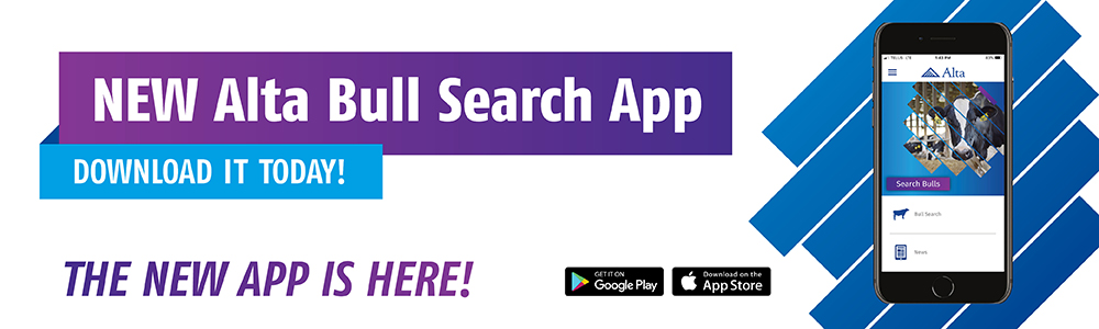 The NEW Alta Bull Search App